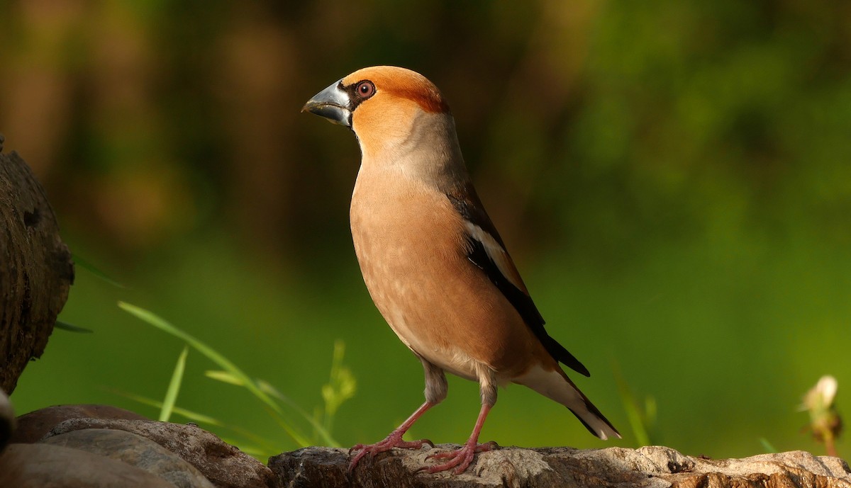 Hawfinch - ML205045361