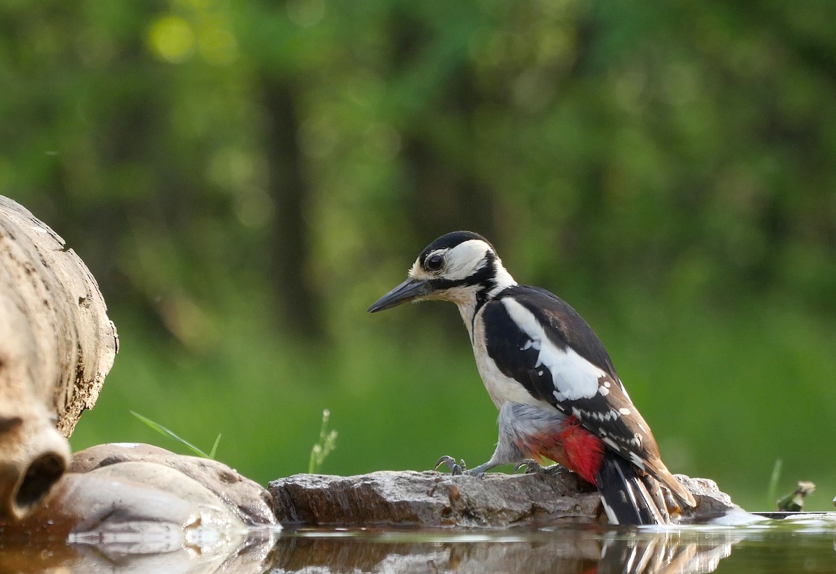 Great Spotted Woodpecker (Great Spotted) - ML205045381