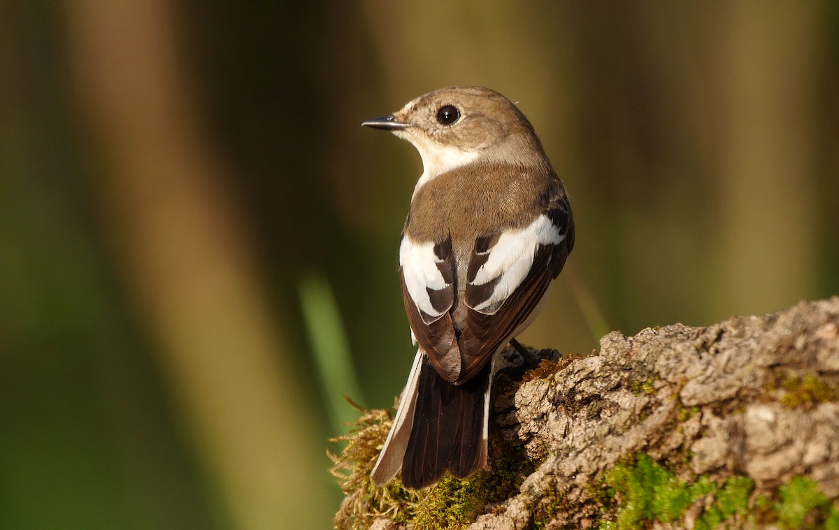 European Pied Flycatcher - ML205045401