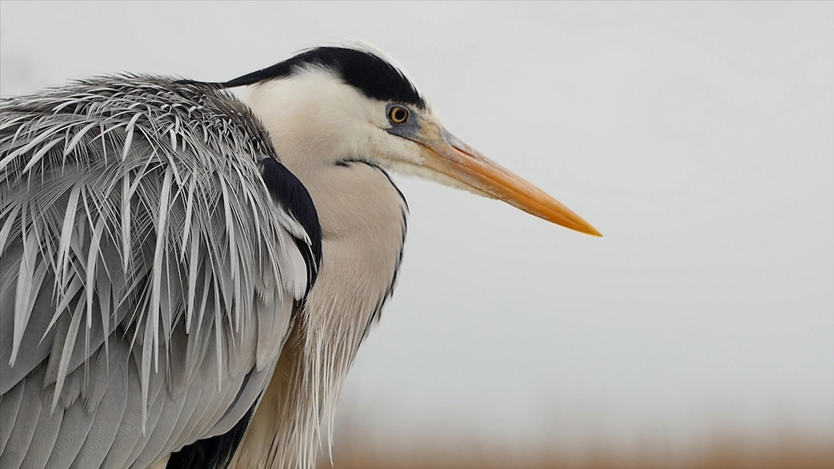 Gray Heron (Gray) - ML205045471