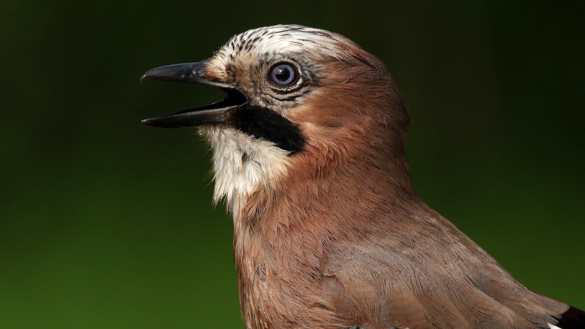 Eurasian Jay (Eurasian) - ML205045491