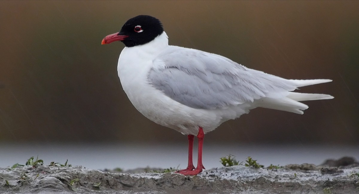 Mediterranean Gull - ML205045531