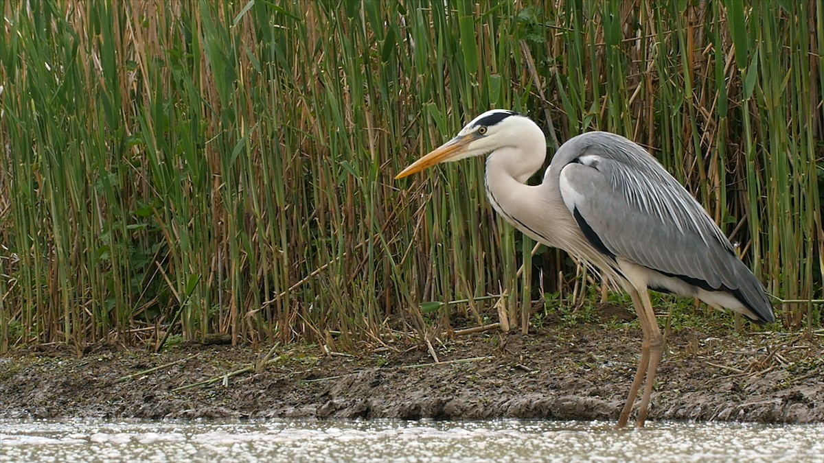 Gray Heron (Gray) - ML205045581