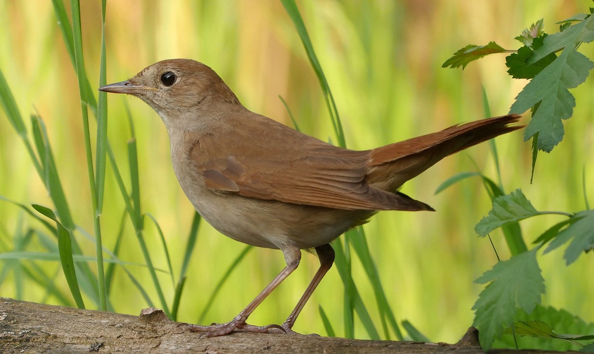 Common Nightingale (megarhynchos/africana) - ML205045621