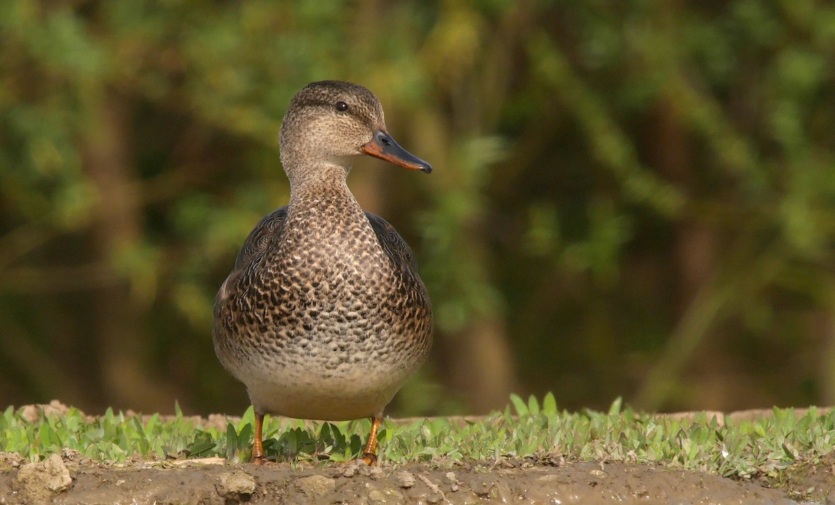 Gadwall (Common) - ML205045631