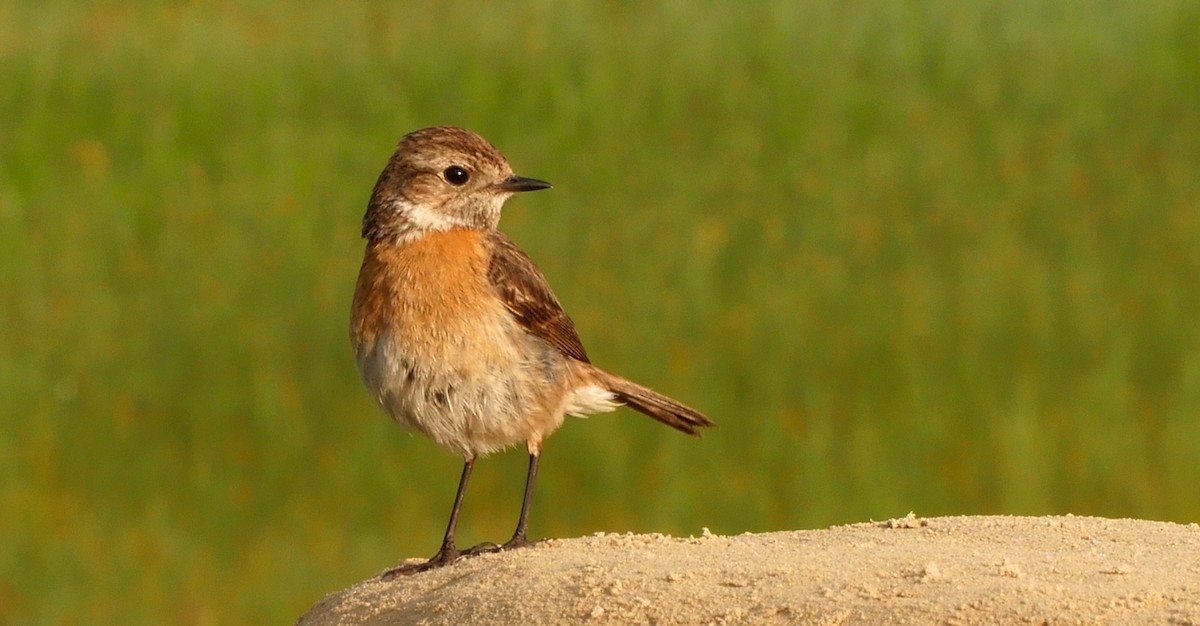 European Stonechat - Josep del Hoyo