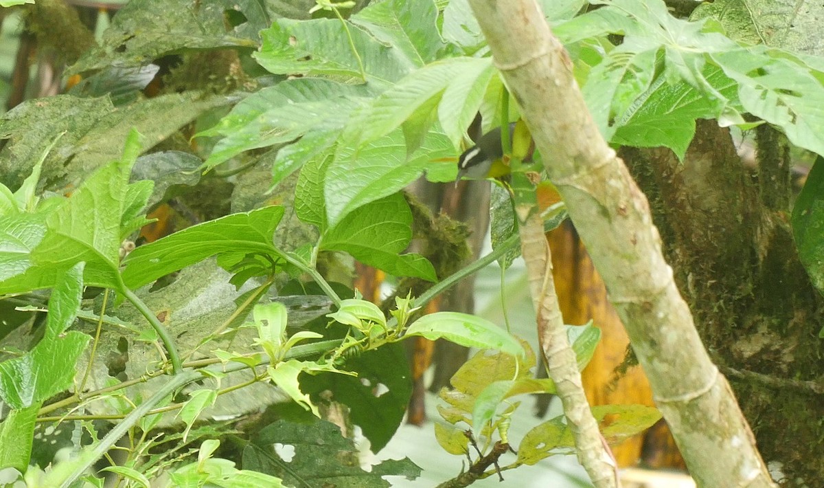 Bananaquit (Continental) - Josep del Hoyo