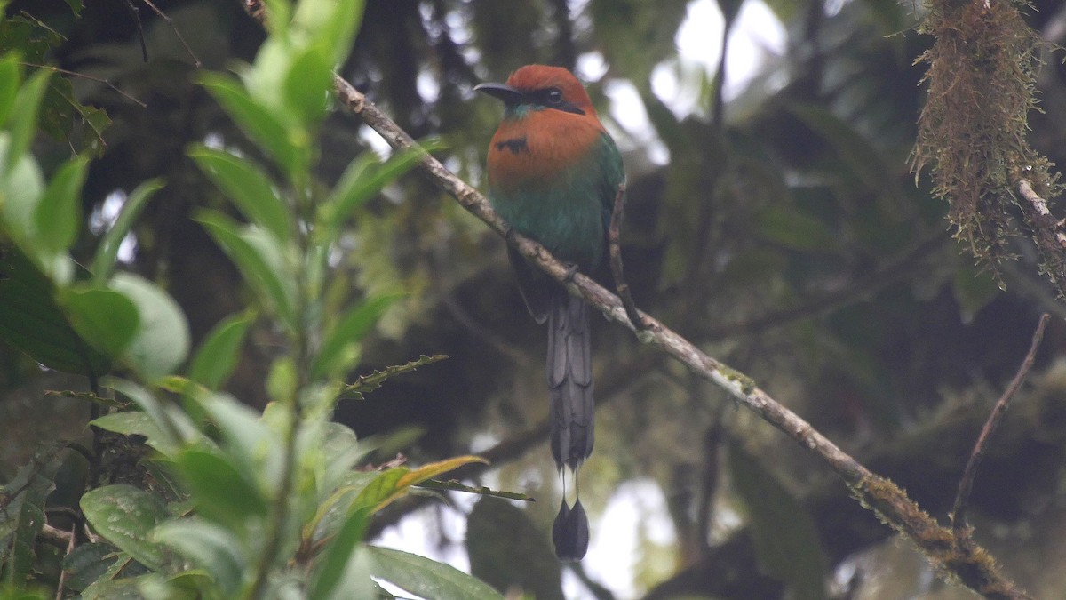 Plattschnabelmotmot [platyrhynchum-Gruppe] - ML205045781