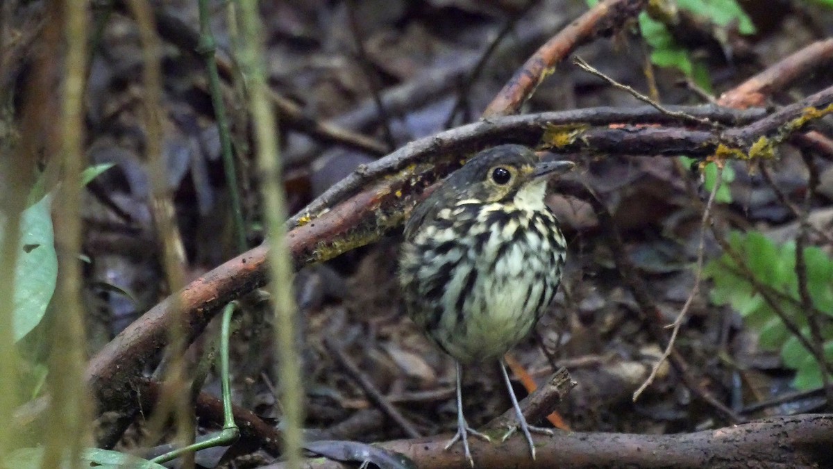 Streak-chested Antpitta (Eastern Panama) - Josep del Hoyo