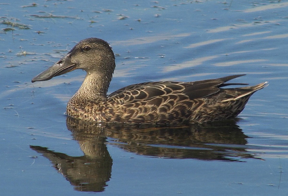 Australasian Shoveler - ML205046131