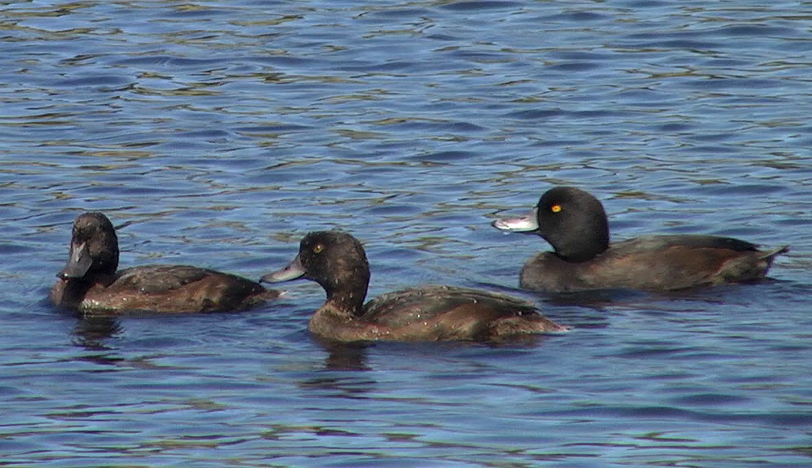 New Zealand Scaup - ML205046151