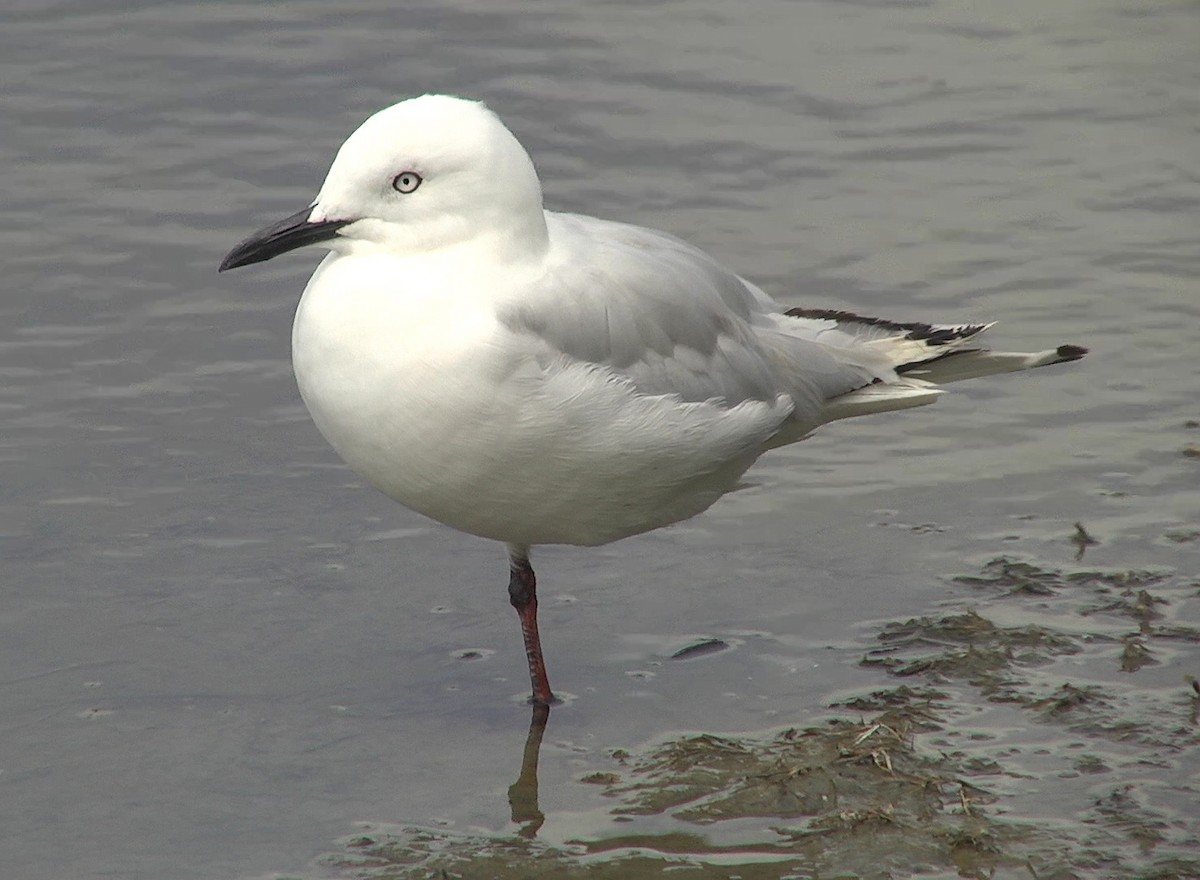 Black-billed Gull - ML205046171