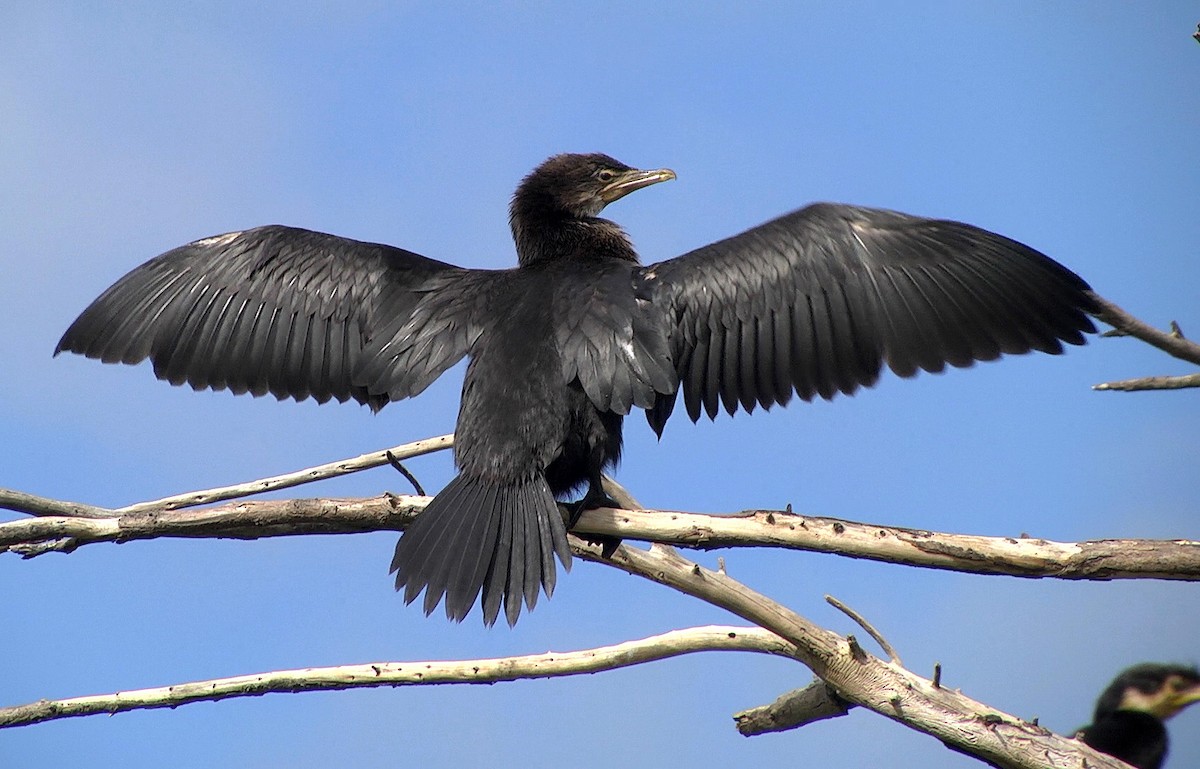 Little Pied Cormorant - ML205046201