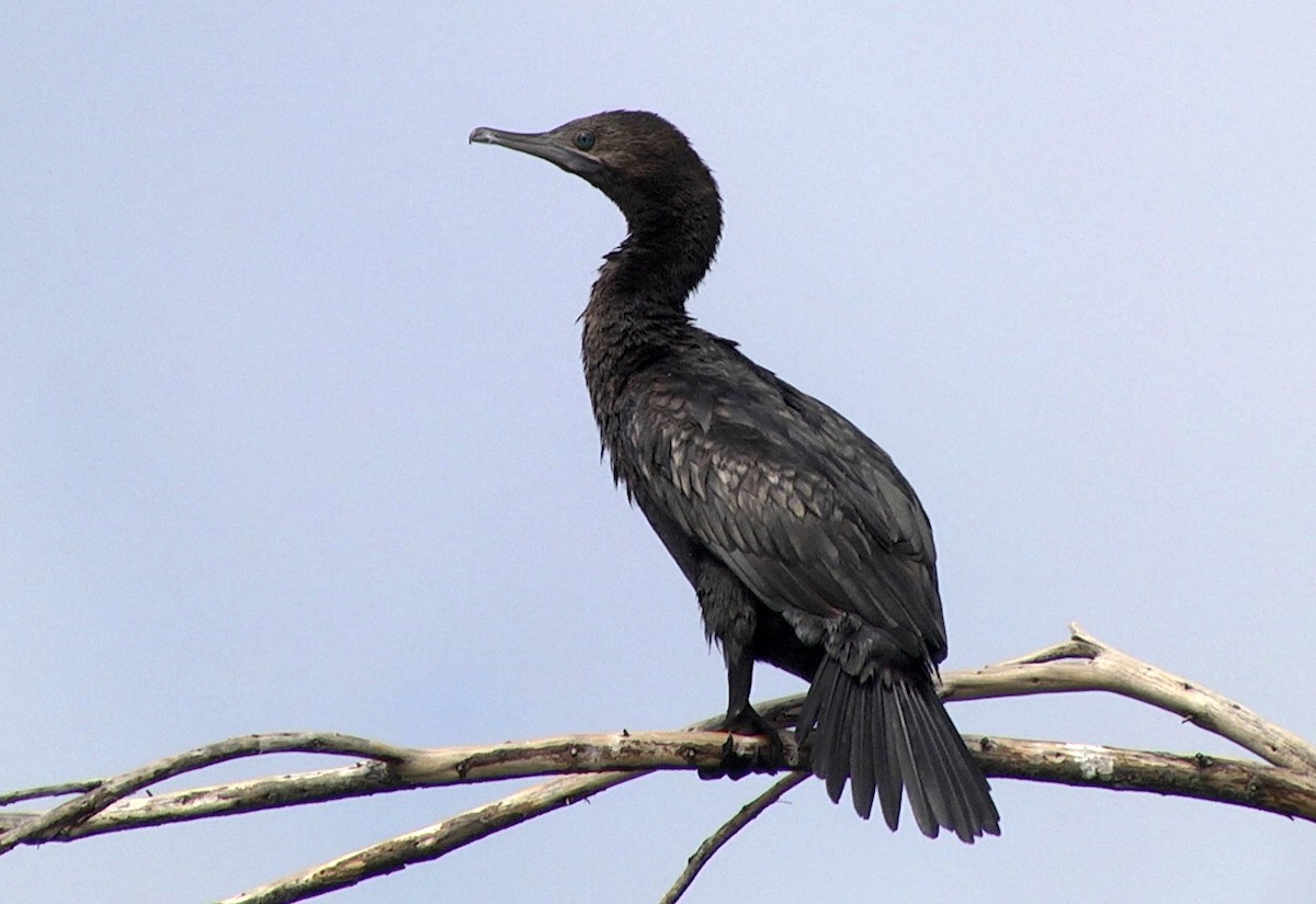 Little Black Cormorant - ML205046211