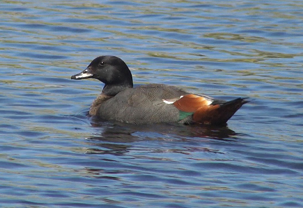 Paradise Shelduck - ML205046231