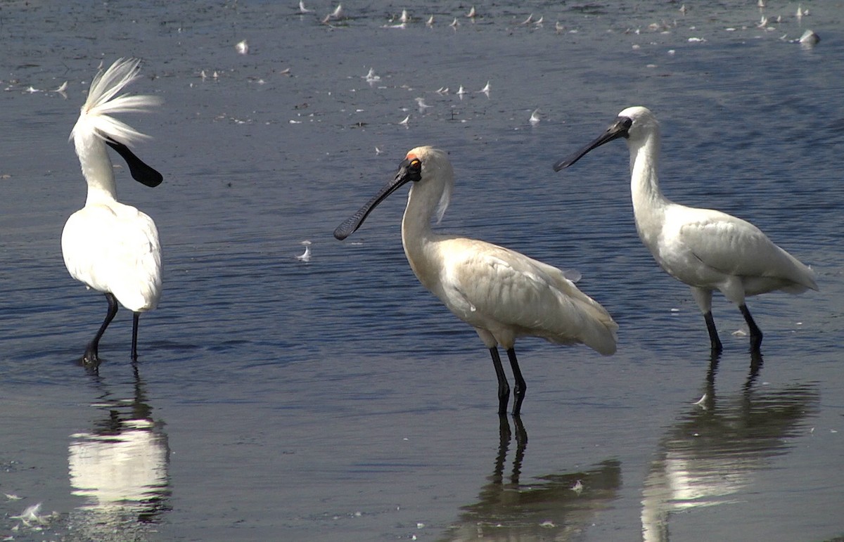 Royal Spoonbill - ML205046241