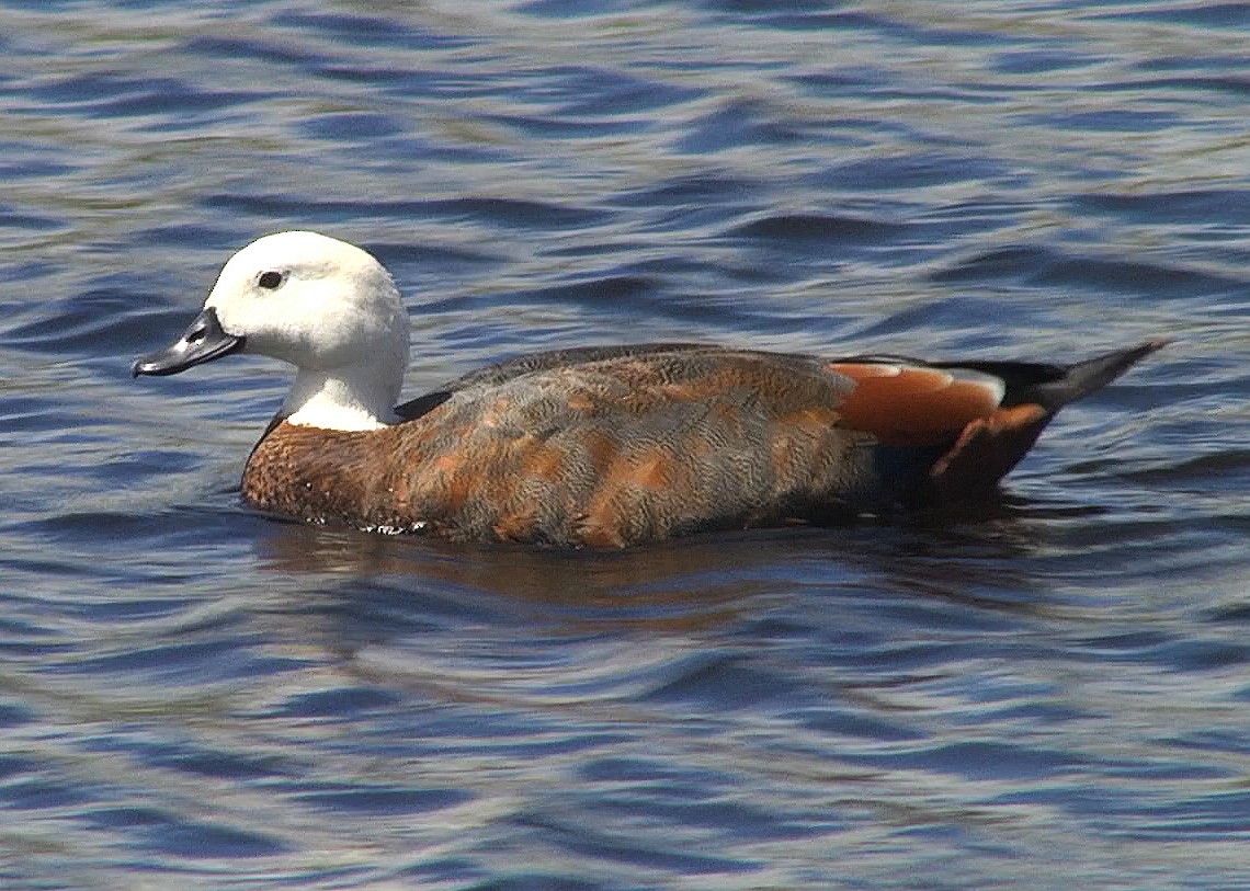 Paradise Shelduck - ML205046251