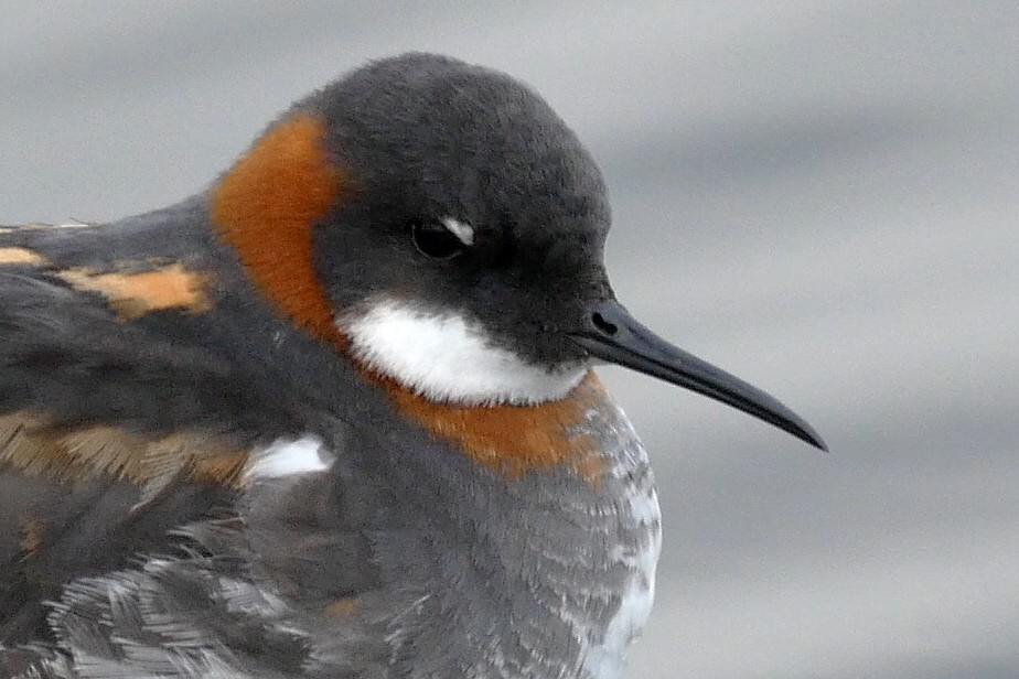 Red-necked Phalarope - Josep del Hoyo