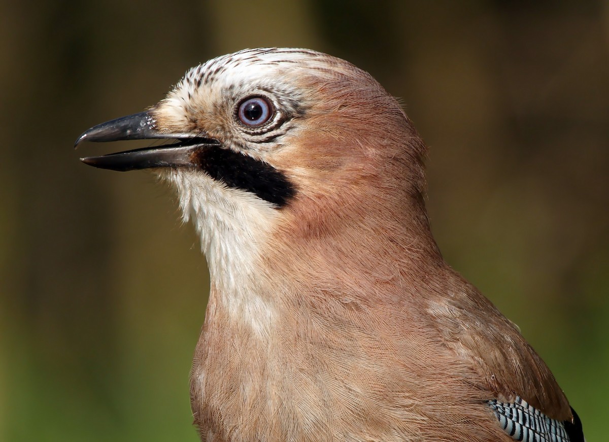 Eurasian Jay (Eurasian) - ML205046651