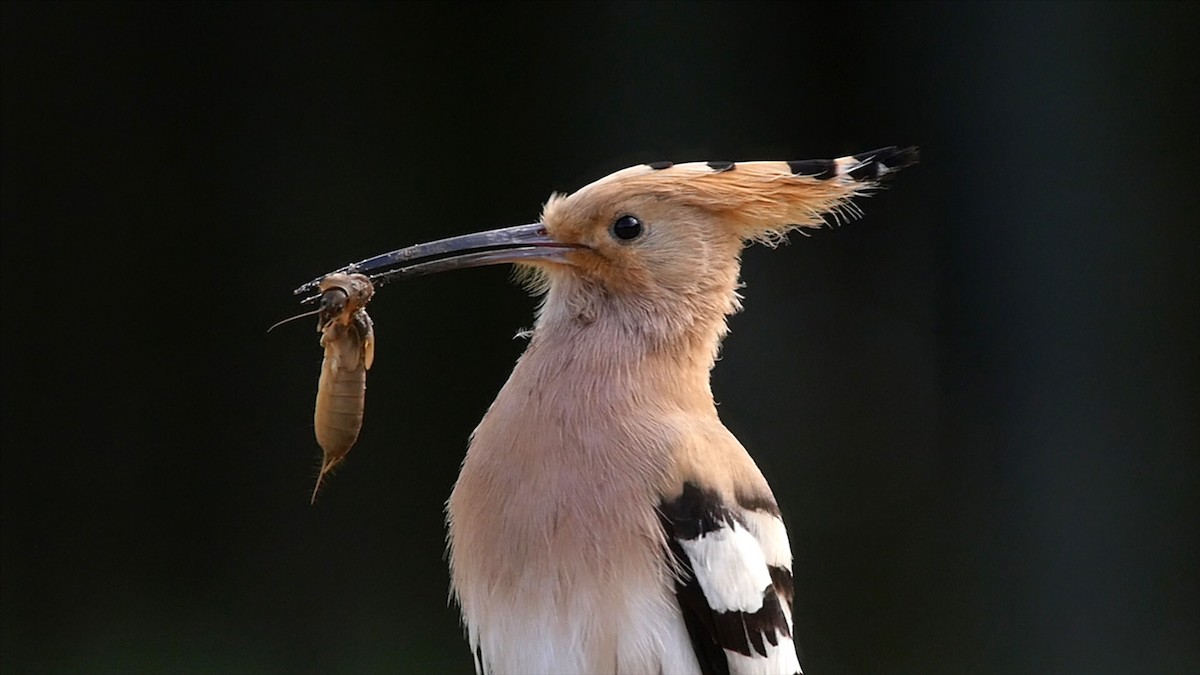 Eurasian Hoopoe (Eurasian) - ML205047031