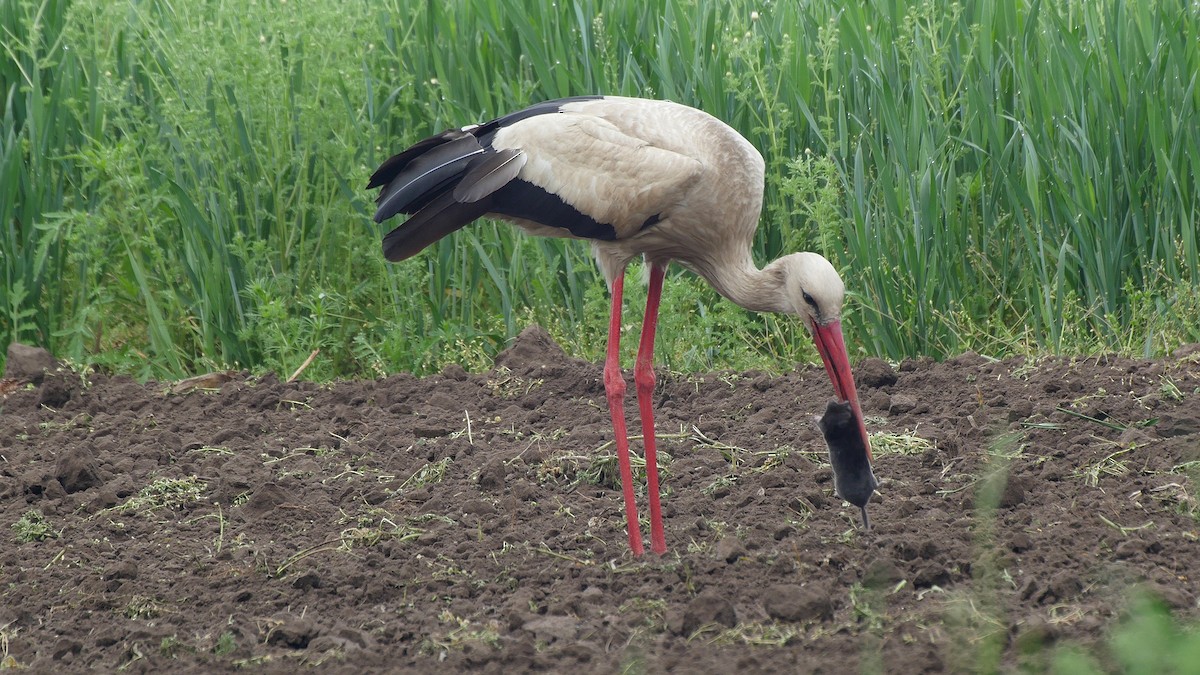 White Stork - Josep del Hoyo