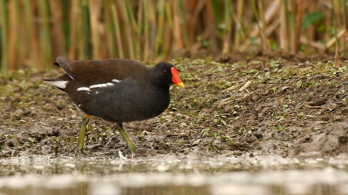 Eurasian Moorhen - ML205047091