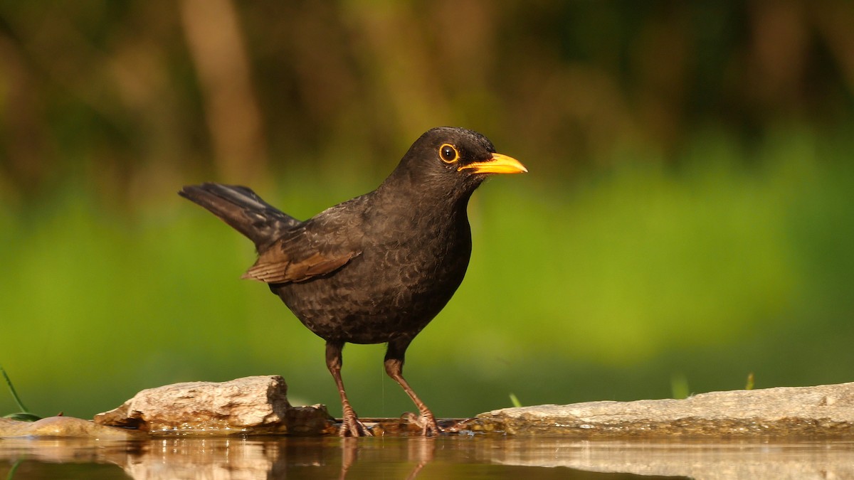 Eurasian Blackbird - ML205047161