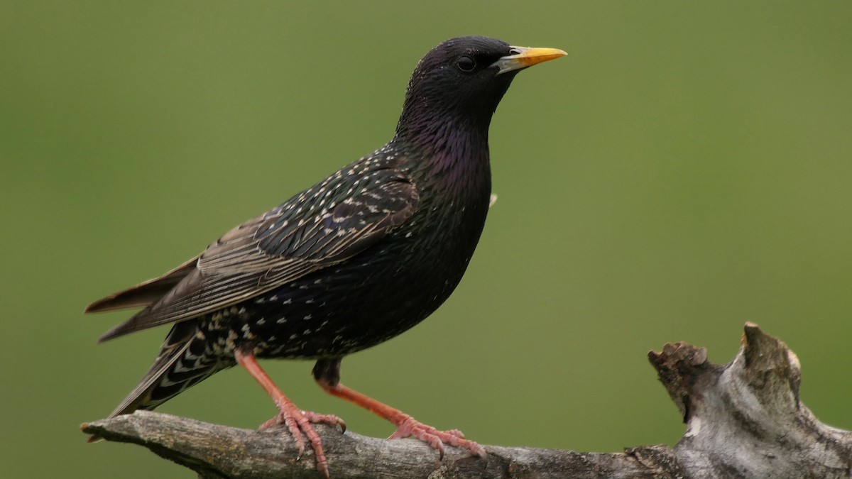 European Starling - ML205047171