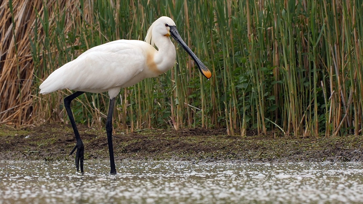 Eurasian Spoonbill - ML205047181