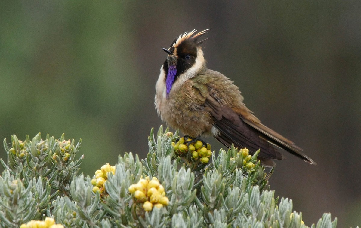 Colibrí Chivito del Nevado del Ruiz - ML205047241