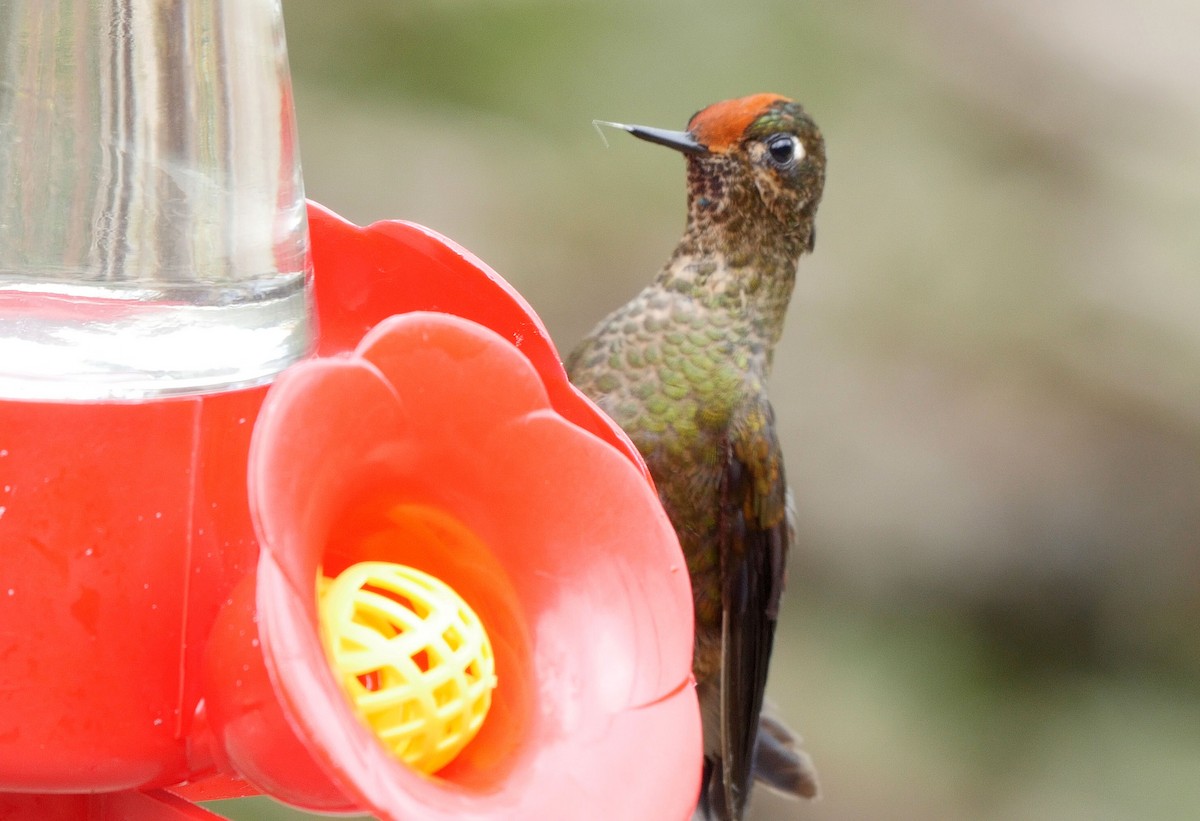 Rainbow-bearded Thornbill - ML205047281