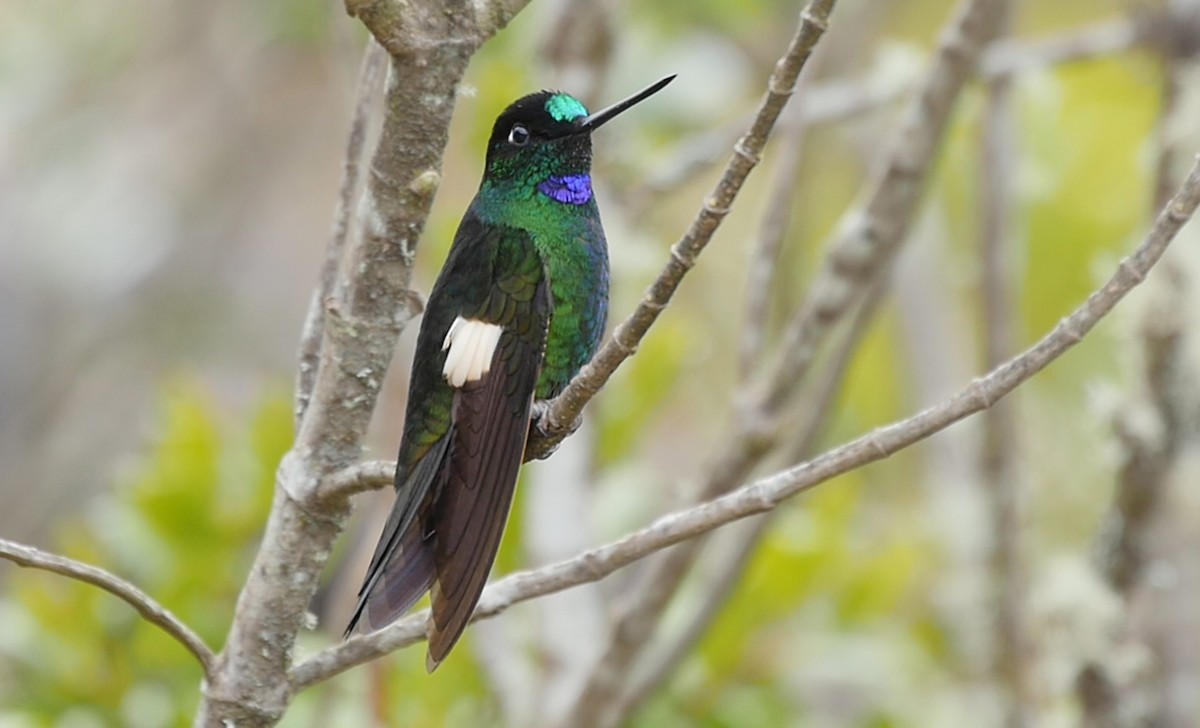 Buff-winged Starfrontlet - Josep del Hoyo