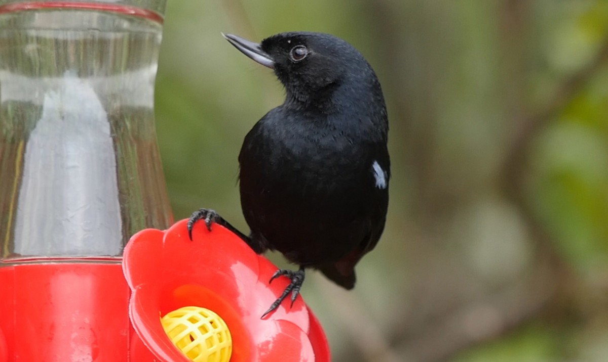 Glossy Flowerpiercer - ML205047301