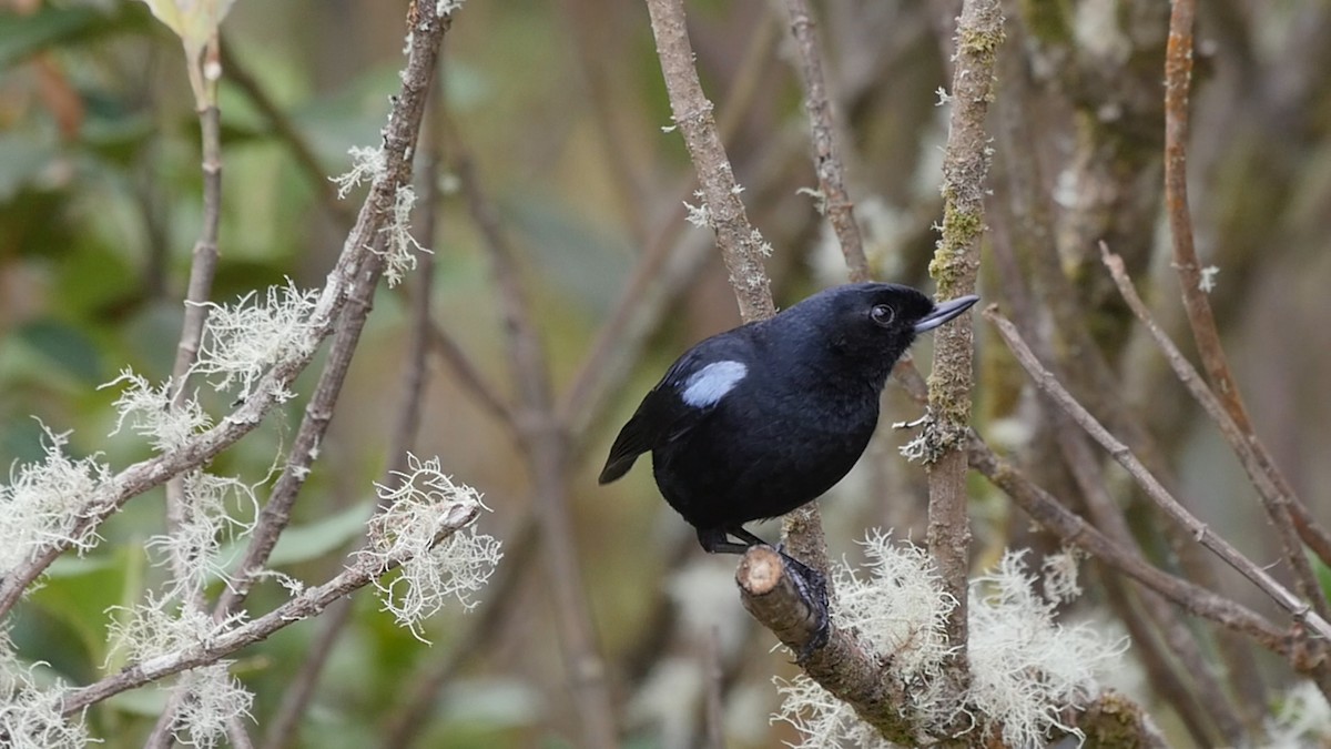 Glossy Flowerpiercer - ML205047311