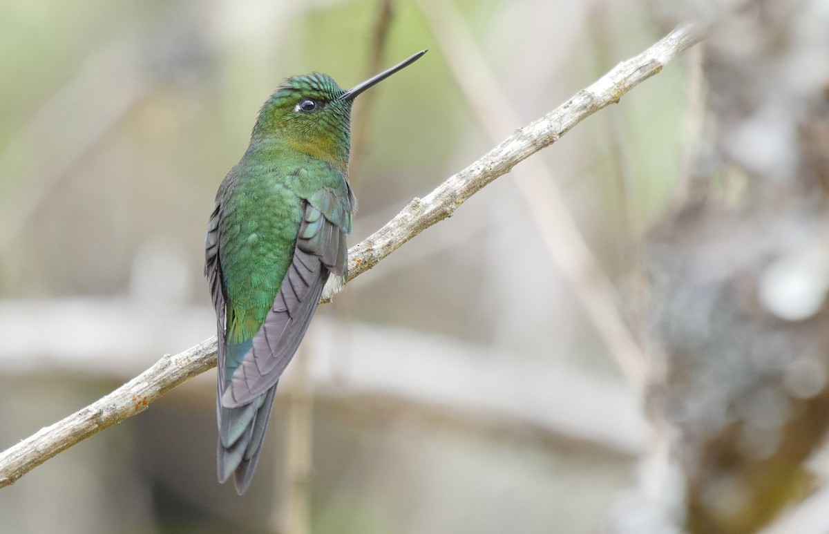 Golden-breasted Puffleg - ML205047321