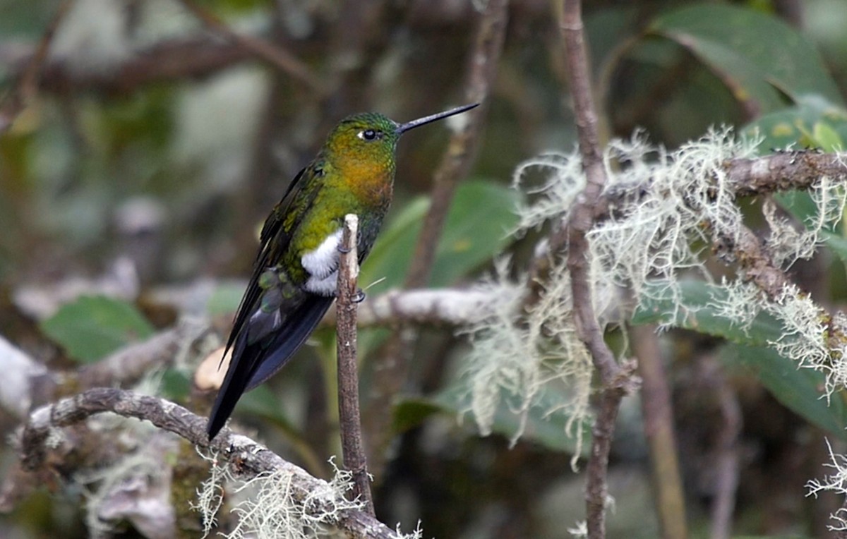 Golden-breasted Puffleg - ML205047331