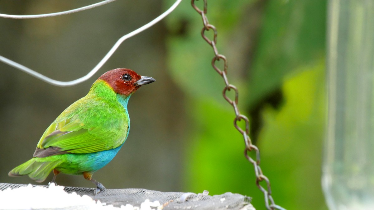 Bay-headed Tanager (Bay-and-blue) - ML205047421