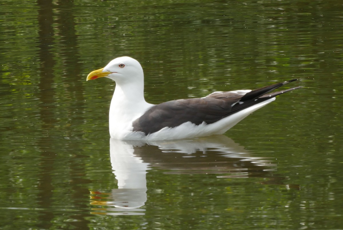 Lesser Black-backed Gull (fuscus) - ML205047551