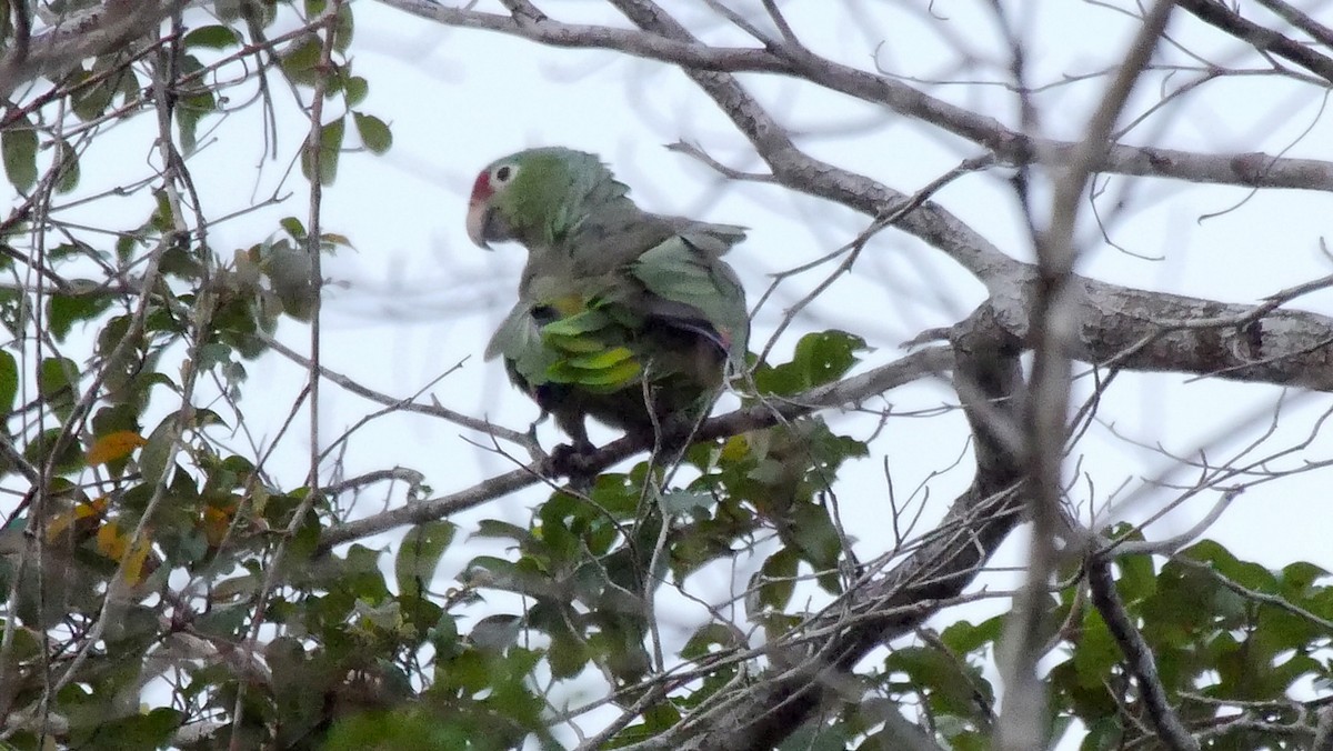 Red-lored Parrot (Red-lored) - ML205047671