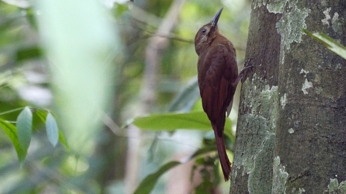 Plain-brown Woodcreeper (Plain-brown) - ML205047731