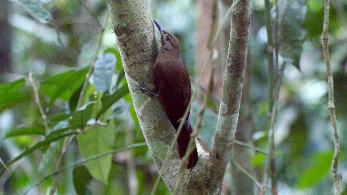 Plain-brown Woodcreeper (Plain-brown) - ML205047741