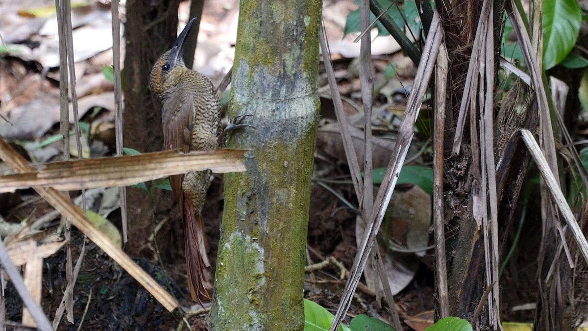 Northern Barred-Woodcreeper (Western) - ML205047751