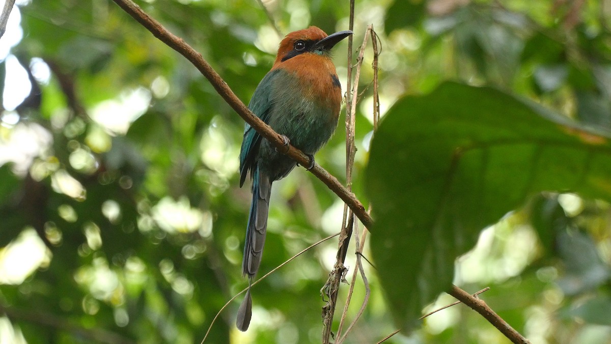 Plattschnabelmotmot [platyrhynchum-Gruppe] - ML205047781