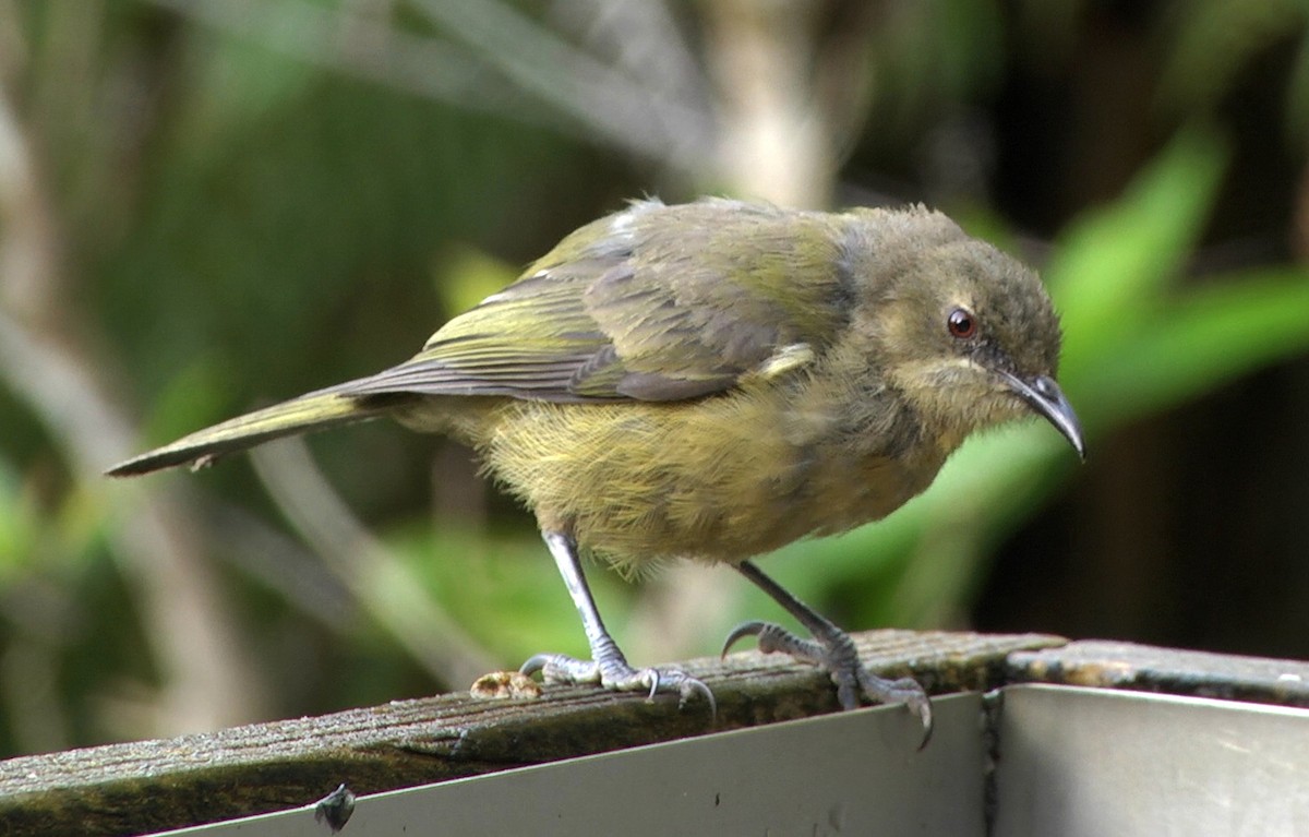 New Zealand Bellbird - ML205047881