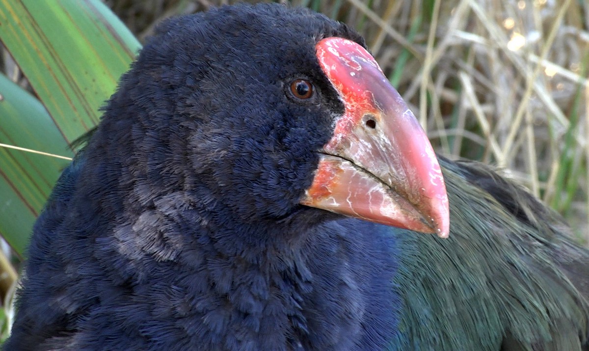 South Island Takahe - ML205047961