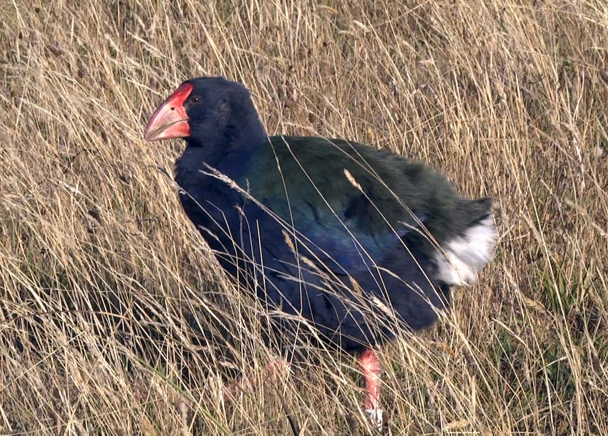 South Island Takahe - ML205047971