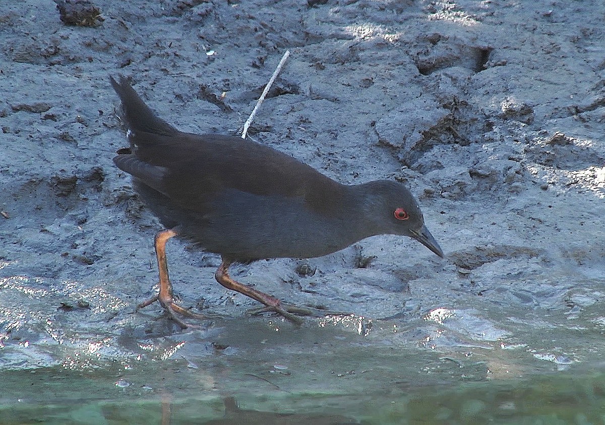 Spotless Crake - ML205047981