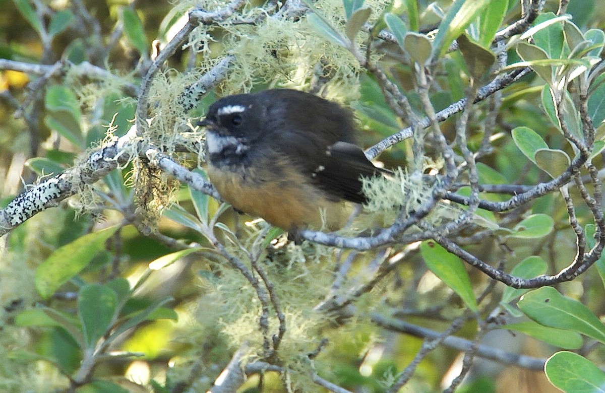 New Zealand Fantail - ML205048021