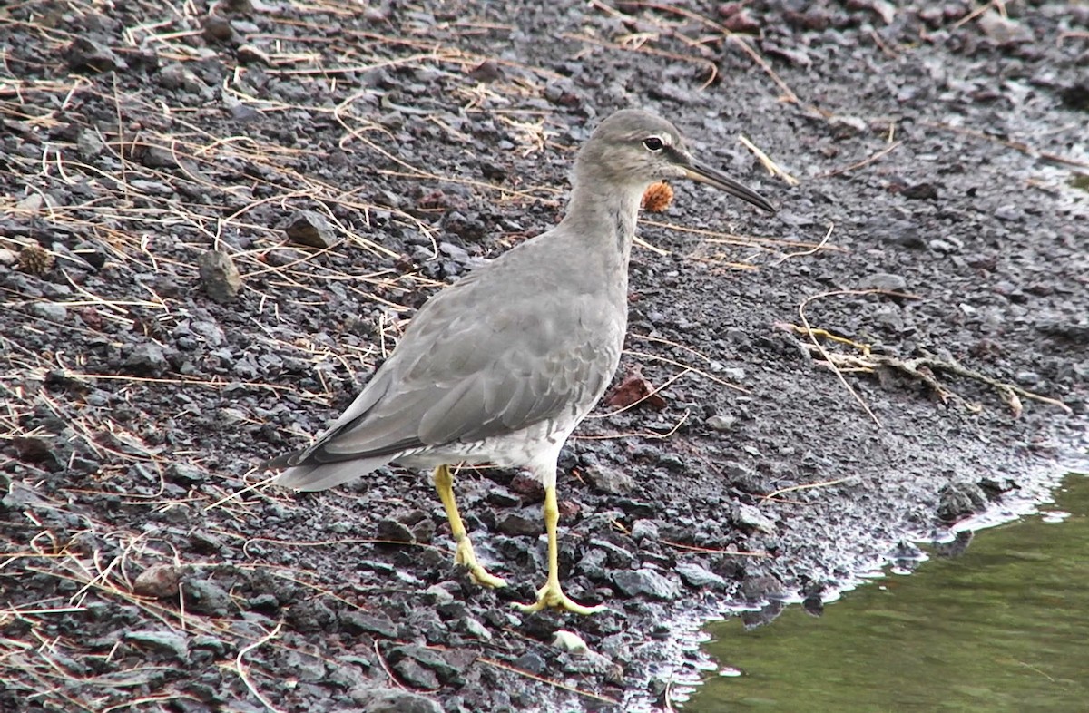 Wandering Tattler - ML205048171