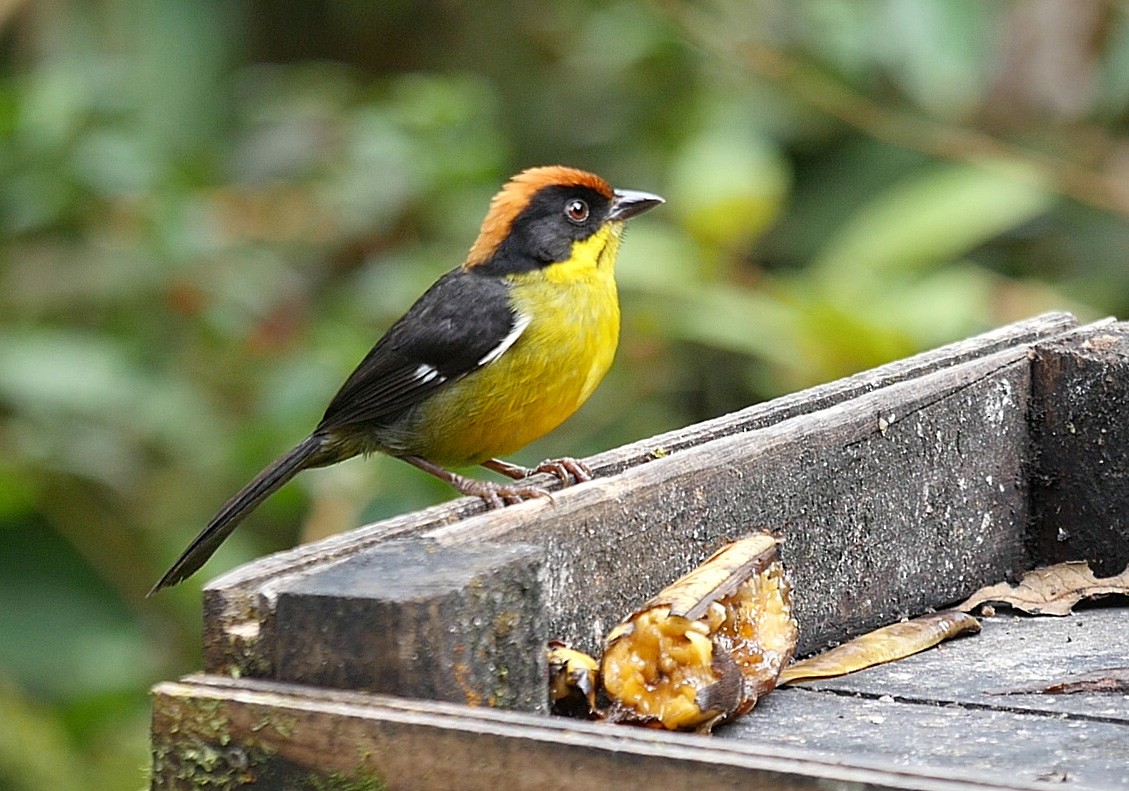 Yellow-breasted Brushfinch (Yellow-breasted) - ML205048351